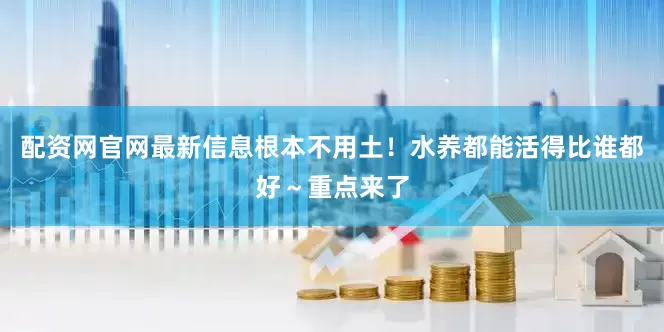 配资网官网最新信息根本不用土！水养都能活得比谁都好～重点来了